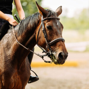 Girl riding horse for horseback riding lessons Fenton MI